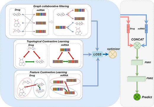 This figure shows the structure of the GCFMCL model. In the topology contrastive learning module, the bottom depictions of drugs and miRNA represent positive contrastive pairs, while the rest represent negative contrast pairs. FNN1 and FNN2 were fully connected layers to be trained, with FNN1 receiving the connected pre-trained drug and miRNA feature representations as input. FNN2, on the other hand, outputted a probability value between 0 and 1, representing the likelihood of a sensitivity association between the drug and miRNA. Subsequently, the loss value between this probability value and the target label was calculated using the binary cross-entropy (BCE) loss function, and the parameters in FNN1 and FNN2 were updated through the backpropagation algorithm.