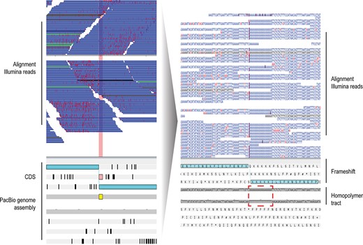 Example of a frameshift error in one of the gene models in our long read genome assemblies of P. falciparum due to the presence of a homopolymer tract. Artemis visualization of a PacBio genome assembly (bottom panel) and the aligned Illumina short reads (top panel, horizontal blue bars). Reads mapping to the forward strand are on top, and to the reverse below. Sequencing errors in the Illumina short reads are marked with vertical light red lines. A homopolymer tract of 17 A’s is highlighted in yellow. The quality of the reads drops after the homopolymer, and accordingly it can be seen that reads on the forward strand have just few sequencing errors, but after the homopolymer tract the error rate is high. This tract is not sequenced correctly, it generates a frameshift and therefore causes a gene model to be wrongly annotated as a pseudogene. In the bottom panel, the two light blue boxes represent exons that due to the indel are split into two. Ab initio gene finders could try to build an intron here (losing exon sequence) or to generate a pseudogene. In the zoom-in visualization (right), the dark red vertical lines in the aligned Illumina short reads point to bases that are missing from the short repetition in the assembly, resulting in the homopolymer tract causing the frameshift.
