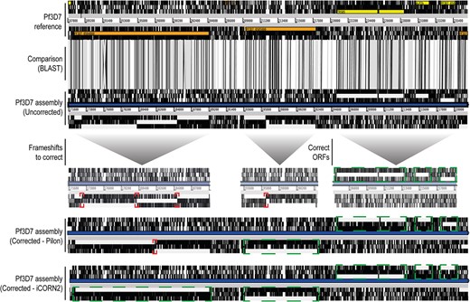 Differential frameshifts correction by Pilon and iCORN2. ACT visualization of a section of the Pf3D7 reference genome sequence, the corresponding section of an uncorrected P. falciparum 3D7 PacBio genome assembly, and the Pilon-corrected and iCORN2-corrected sequences. Syntenic regions (BLAST) are indicated in gray bars between the reference and the uncorrected assembly. Annotated genes in the reference are colored. Black vertical lines mark the absence of open reading frames (ORFs). Red squares mark the frameshifts within ORFs in the uncorrected genome sequences. These are differentially processed by Pilon and iCORN2, with multiple iterations of iCORN2 correcting more frameshifts than a single Pilon run. Green squares mark the correct and successively corrected ORFs, which based on the reference could be annotated as correct gene models instead of an excessive and incorrect annotation of pseudogenes.