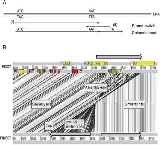 Whole Genome Amplification (WGA) errors in the PfKE07 assembly. (A) Schematic error of WGA. DNA gets amplified (i), but then the polymerase strand switches and generates the reverse strand (ii). This generates a chimeric read that generates mis-assemblies. (B) These chimeric reads generate assembly errors, as seen in an ACT view. The top part of the reference genome (gray arrow) is duplicated in the WGA-amplified genome. The assembly errors generally occur at the contig end, so gaps are generated. Syntenic regions when comparing to the reference genome (BLAST similarity hits) are indicated in gray. Mis-assemblies (inverted similarity hits) are indicated in black.