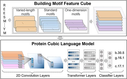 The flowchart of PreHom-PCLM. In the two-step process of PreHom-PCLM, as illustrated in the figure, we first convert the query protein into six types of motif features using a Motif-based CNN, which is built from three groups of motifs. These motif features are then assembled into a motif feature cube. Subsequently, the motif feature cube is input into the PCLM, which consists of 2D CNN and TRM. The PCLM learns latent remote homology relationships among protein sequences and outputs a series of probabilities against superfamily types using a FC-based classifier. Finally, we assign the superfamily type with the highest probability to the query protein as the retrieval results.