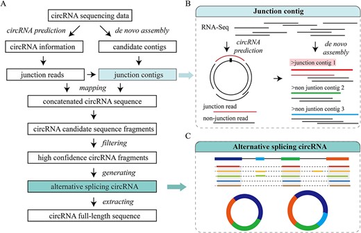(A) Workflow of JCcirc. (B) Illustration of the junction contig. (C) Formation of alternative splicing circRNA.