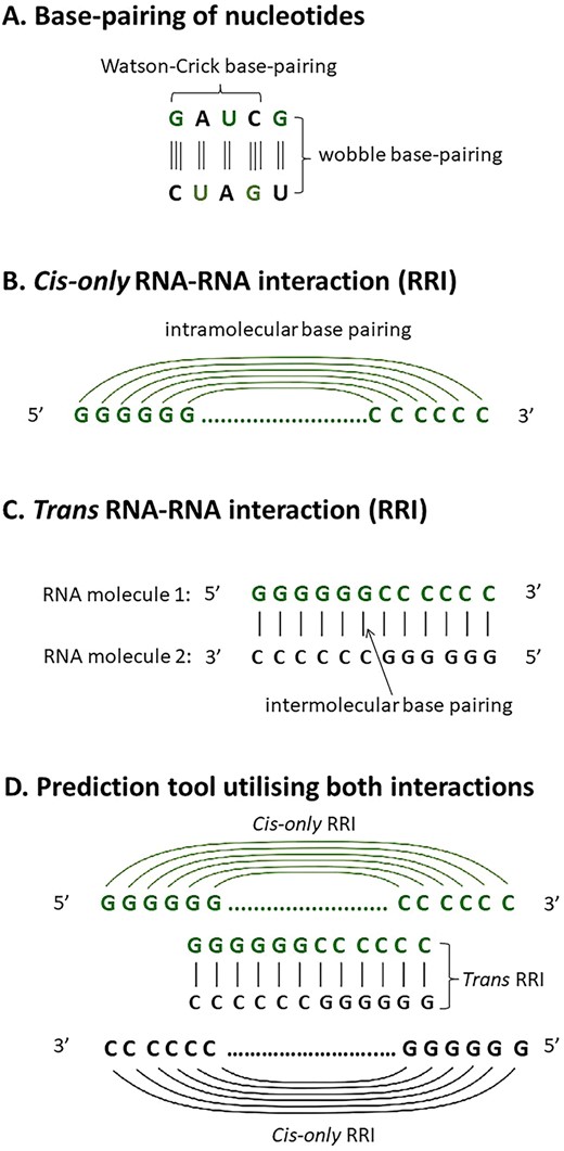 Hitchhiker's guide to RNA–RNA structure and interaction prediction ...