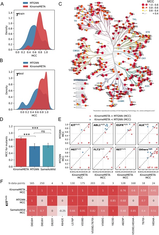 The performance of KinomeMETA on overall tasks and mutations tasks. (A) The MCC-based performance comparison between KinomeMETA and MTGNN on the training tasks. (B) The MCC-based performance comparison between KinomeMETA and MTGNN on test tasks. (C) The phylogenetic tree of 412 predictable wild-type human kinases, with each point representing the MCC of a specific kinase. (D) The MCC-based performance comparison between KinomeMETA, MTGNN and ‘SameAsWild’ on human kinase mutation tasks. The statistical analyses were performed by one-tailed Wilcoxon Signed-Rank test. (*) 0.01 < p ≤ 0.05; (**) 0.001 < p ≤ 0.01; (***) p ≤ 0.001. (E) The performance of KinomeMETA and MTGNN for kinases with over four mutation types (KITmuts, ABL1muts, EGFRmuts, ALKmuts, METmuts, FLT3muts and RETmuts), as well as for kinases with less than four mutation types (Othersmuts). The scatter plot visualizes the relationship between KinomeMETA and MTGNN MCC values for different mutants of corresponding wild-type kinases. Each point on the plot represents a mutant form. (F) The performance of KinomeMETA for KIT mutants, comparing it to MTGNN and the ‘SameAsWild’ prediction, all measured by MCC.