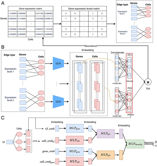Overall workflow of the proposed GMFGRN approach. (A) Conversion of single-cell expression matrices to gene–cell heterogeneous graph. Specifically, we partitioned each expression value into its corresponding expression level and treated each expression level as an edge type in the heterogeneous graph. (B) Self-supervised training module that uses GCN to learn low-dimensional embeddings of genes and cells on the gene–cell heterogeneous graph by reconstructing gene expression data. (C) Supervised module that uses MLPs to identify TF–gene interactions based on gene embeddings and cell embeddings. ${MLP}_{classify}$ comprises three FC layers while the rest of the MLPs comprise two FC layers. There is a $\mathrm{ReLU}$activation function and Dropout applied between every two FC layers. The terms $t{f}_{emb}$ and $gen{e}_{emb}$ refer to the learned embeddings of the corresponding TF and gene in (B), respectively. $cell\_ em{b}_{tf}$ ($cell\_ em{b}_{gene}$) denotes the average embeddings of all cells associated with the TF (gene), as learned in (B).