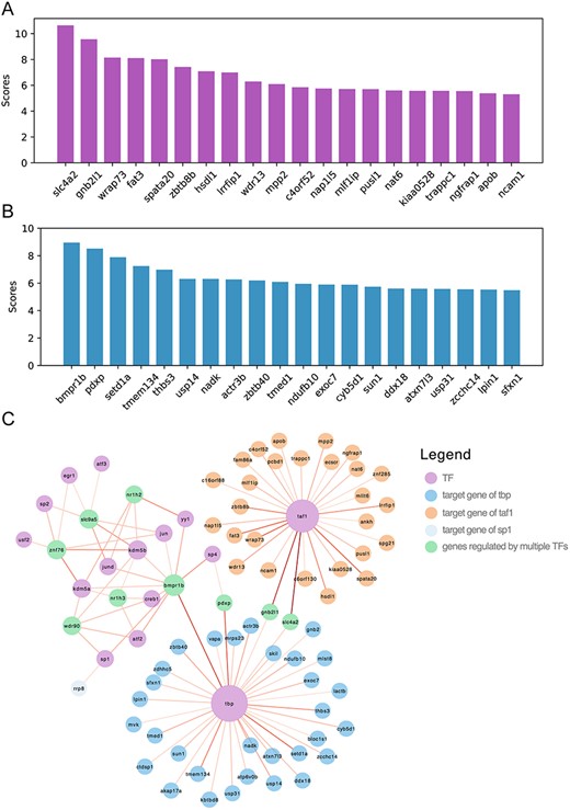 Application of GMFGRN to predict potential target genes in the hESC2 dataset. (A, B) Ranking plots of the top 20 predicted potential target gene scores for TAF1 and TBP. (C) Visualization of the gene regulatory networks predicted by GMFGRN. The size of the node is positively correlated with the degree. The depth of edge shadow was positively correlated with the predicted scores.