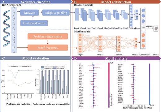 The overall flowchart of Enhancer-MDLF. (A) Sequence encoding: Enhancer-MDLF utilizes two distinct sequence encoding schemes, namely dna2vec and Motif frequency. (B) Model construction: Enhancer-MDLF is structured by integrating two pivotal modules: the dna2vec module and the motif module. (C) Model evaluation. Enhancer-MDLF undergoes thorough evaluation across multiple dimensions to assess its performance. (D) Motif analysis: Utilizing the SHAP framework, we conduct an in-depth analysis of the important features identified by Enhancer-MDLF.