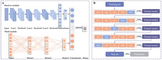 The model architecture and training procedure of Enhancer-MDLF. (A) Enhancer-MDLF comprises a dna2vec module predominantly composed of convolutional layers and a motif module primarily consisting of Dense layers. It takes dna2vec and motif frequency, the two sequence encoding results, as inputs. The fused features are derived by concatenating after feature extraction and subsequently passed through a sigmoid function for enhancer detection. (B) The training procedure of the Enhancer-MDLF framework. The process involves iterations through the training set five times to iteratively refine the predictive model. Subsequently, this model undergoes testing on the test set to yield the final prediction results.