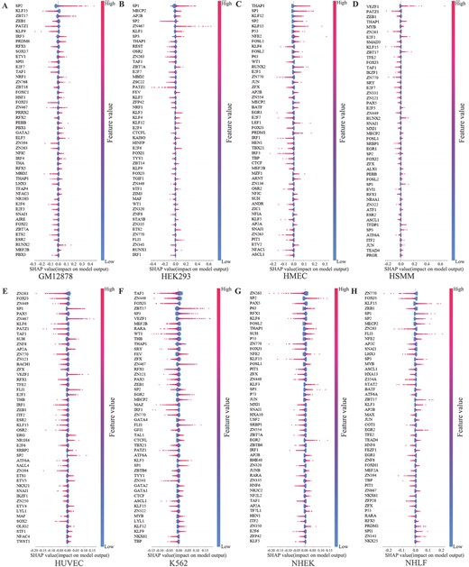 Analysis of top 50 important motif features across eight cell lines. (A–H) This study analyzes the top 50 motifs on eight cell lines that impact the model’s output utilizing the SHAP framework. The x-axis represents the SHAP values that impact the model’s output. Each point on the graph represents a sample, and the color of each sample point ranges from blue to red, representing the corresponding feature values of each sample. The color transition reflects the variation in feature values from low (blue) to high (red).