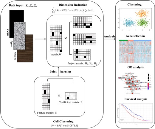 Overview of the scMNMF model. This is a joint analysis model that differs from the traditional approach of separately conducting dimensionality reduction and clustering.
