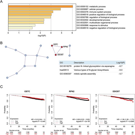 Downstream analysis of the scMNMF results. (A) Functional enrichment analysis of marker genes based on GO. (B) Protein–protein interactions of the marker genes. Molecular Complex Detection was used to identify a molecular complex (i.e., OSTC` RPN2 and DDOST). (C) Kaplan–Meier survival analysis for marker genes OSTC, RPN2 and DDOST.