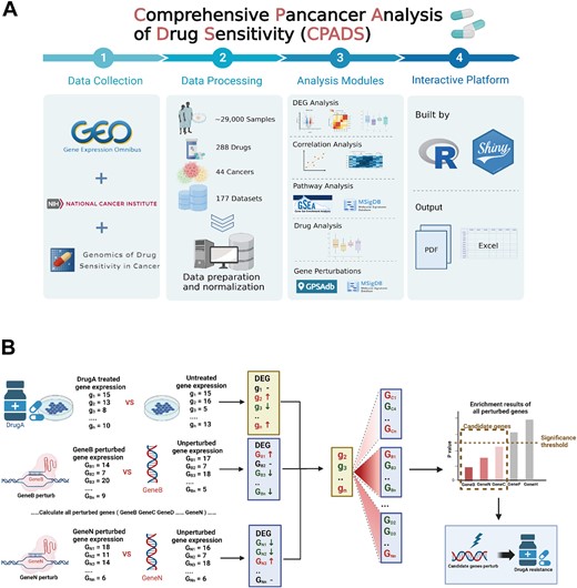 Workflow of CPADS. (A) CPADS is a web platform for pancancer pharmacovigilance analysis. A total of 177 datasets with more than 29 000 tumour samples from three databases, GEO, GDSC and TCGA, involving 288 drugs and 44 cancer types, were collected. All data passed the standard preprocessing step. CPADS enables five main types of analysis: differentially expressed gene analysis, correlation analysis, pathway analysis, drug analysis and gene perturbation analysis. The web pages are built based on R language and Shiny, and all analysis results are available in PDF format with corresponding visualization and EXCEL format with result tables. (B) The workflow diagram shows how the gene perturbation analysis module can be combined with other modules to explore potential drug resistance targets. Gene perturbation analysis is used to screen the set of genes perturbed by gene perturbation analysis that are associated with drug resistance in tumour cells, followed by the use of differential analysis, correlation analysis and other modules to verify whether the relevant set of genes can be used as potential drug resistance targets and finally to identify the genes involved in the drug resistance process.