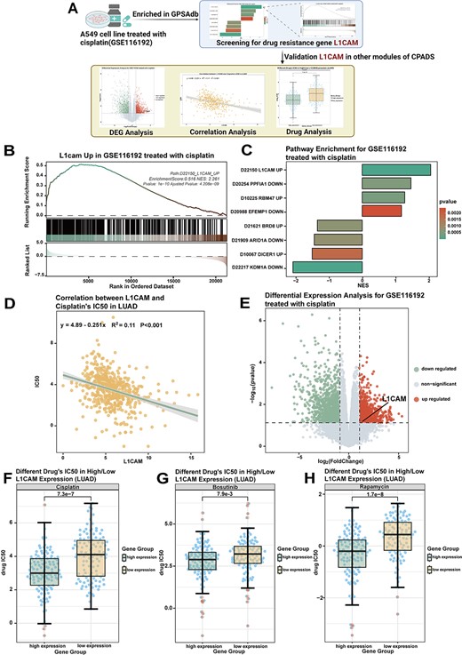 Screening for the drug resistance gene L1CAM using gene perturbation analysis. (A) Workflow diagram showing the process of screening for the drug resistance gene L1CAM by combining the gene perturbation module with other drug sensitivity analysis modules. (B) The GSEA graph shows the enrichment analysis of the differentially expressed gene of GSE116192 in the gene set ‘D22150_L1CAM_UP’. (C) The bar graph shows the enrichment of GSE116192 in GPSAdb. The colours represent the high and low P-values. (D) Volcano plot showing the results of the differential analysis performed by GSE116192. L1CAM gene expression was increased after cisplatin treatment. (E) Correlation scatter plot demonstrating the correlation between L1CAM gene expression and cisplatin IC50 in LUAD cases in TCGA. LUAD, lung adenocarcinoma, R value calculated by the Spearman algorithm. (F) The box plot demonstrates the difference in the IC50 of cisplatin between the high and low expression groups after grouping LUAD cases in TCGA according to L1CAM gene expression. P-values were calculated by the Wilcoxon rank sum test. (G) The box plot demonstrates the difference in the IC50 of bosutinib between the high and low expression groups after grouping LUAD cases in TCGA according to L1CAM gene expression. P-values were calculated by the Wilcoxon rank sum test. (E) The box plot demonstrates the difference in rapamycin IC50 between the high and low expression groups after grouping LUAD cases in the TCGA according to L1CAM gene expression. P-values were calculated by the Wilcoxon rank sum test.