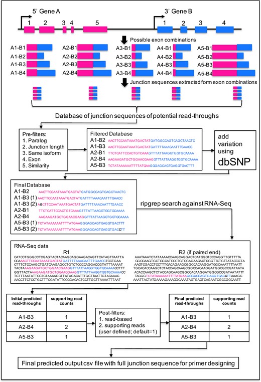 Flowchart of the RTCpredictor method. Exemplary genes A and B are located on the same strand with five and four exons, respectively. There are 20 possible exon combinations with the distance between breakpoints is ≤70 kb, which is used to generate a database of junction sequences of potential read-throughs. Pre-filters are applied to discard potential false positive events. dbSNP is used to map and add common variants on junction sequences to generate the final database. This final database is used to search against RNA-Seq input data using ripgrep for the initial predicted read-throughs. Post-filters are applied to exclude additional potential false positive events to generate the final list of predicted read-throughs. The annotations including genomic coordinates and junction sequences are included in the output file, which will help the users to design primers for their experimental validation.