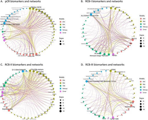 Multimodal network biomarkers explain drug-response classes. The multimodal networks detail the candidate biomarkers and their interactions for each response class, (A) the pCR patients (B) the RCB-I patients (good response), (C) the RCB-II patients (moderate response) and (D) the RCB-III resistance patients. Nodes in the network represent candidate biomarkers derived from clinical features, DNA mutations, gene expression, enriched cell-types and pathways, each indicated in different colors in the figure legend. Negative edges are light green; positive edges are in light magenta. Edge width reflects the strength of the interaction between features. Node size corresponds to the number of connections (degree), and the font size of node labels scales with degree centrality, highlighting the most interconnected biomarkers.