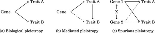 Types of pleiotropy. (a) Biological pleiotropy indicates that a gene regulates multiple traits; therefore, the gene is responsible for the association of the traits. (b) Mediated pleiotropy refers to when a gene regulates Trait B while fully or partially mediated by Trait A. Testing whether an indirect effect exists can distinguish (b) from (a). (c) Unmeasured confounding between genes may initiate a spurious pleiotropic gene (Gene 2) due to a biological pleiotropic gene (Gene 1). The solid line indicates authentic causation, the dashed line indicates potential authentic causation, and the dotted line indicates spurious causation.