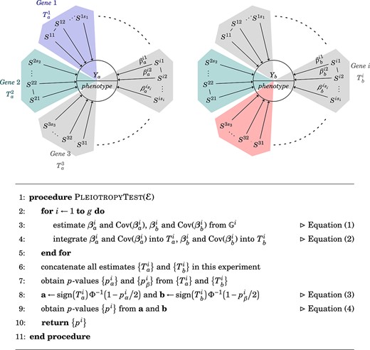 Identification of pleiotropic genes. The identification of pleiotropic genes entailed two main steps: (a) Construct two multivariate statistics of ${{\mathbb{G}}^{i}}$ for $Y_{a}$ and $Y_{b}$, and (b) assess the pleiotropic effect using the composite test as described in Equation (4). We evaluated each geneÑtrait relationship by testing the null hypothesis in Equation (1). A colorful background indicates a successfully detected effect, and gray indicates no effect. In this demonstrated case, Genes 1 and 2 influence Trait $Y_{a}$, and Genes 2 and 3 influence Trait $Y_{b}$; thus, Gene 2 is pleiotropic.