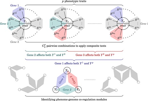 Identifying gene–trait co-regulation modules. To analyze data at the phenome-wide level, we identify pleiotropic genes from pairwise trait combinations. Next, we collect the pleiotropic genes with corresponding traits and construct the co-regulation modules for further network analyses.