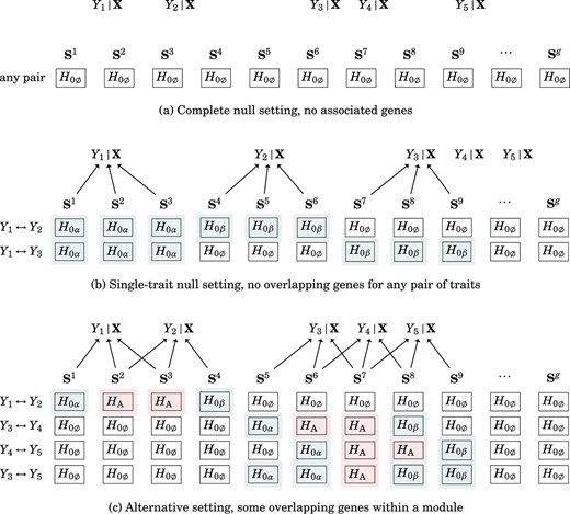 Polygenic traits. (a) All genes in the complete null setting showed no association with any traits. (b) Some genes in the single-trait null setting were associated with only one trait (single-trait null), and others had no association with any traits (complete null). For example, considering $Y_{1}\leftrightarrow Y_{2}$, the genes associated with $Y_{1}$ ($\textbf{S}^{1}, \textbf{S}^{2}, \textbf{S}^{3}$) did not overlap with the genes associated with $Y_{2}$ ($\textbf{S}^{4}, \textbf{S}^{5}, \textbf{S}^{6}$), so $\textbf{S}^{1}, \textbf{S}^{2}, \textbf{S}^{3}, \textbf{S}^{4}, \textbf{S}^{5}, \textbf{S}^{6}$ should be identified as a single-trait null, whereas the other genes that did not share any association with $Y_{1}$ and $Y_{2}$ should be identified as a complete null. (c) Some genes in the alternative setting were associated with two traits (alternative), some genes were associated with one trait (single-trait null), and others were not associated with any traits (complete null). For example, considering $Y_{1}\leftrightarrow Y_{2}$, $\textbf{S}^{2}$ and $\textbf{S}^{3}$ regulate both traits, so they should be identified as alternative; $\textbf{S}^{1}$ and $\textbf{S}^{4}$ regulate $Y_{1}$ and $Y_{2}$, respectively, so they should be identified as a single-trait null; other genes showed no shared associations with $Y_{1}$ and $Y_{2}$ and should be identified as a complete null.