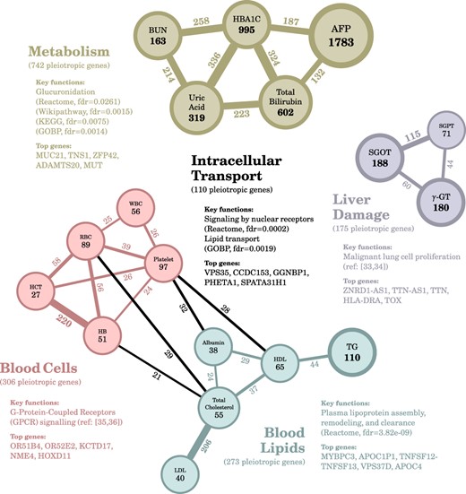 Four trait modules co-regulated by pleiotropic genes. We identified four modules: the right one (purple) is related to liver damage, the lower one (teal) is related to blood lipids, the left one (red) is related to blood cells, and the upper one (brown) is related to metabolism. Colored edges indicate genes within a module, and black edges indicate genes between modules. We also annotated the nodes with the number of trait-associated genes and annotated the edges with the number of pleiotropic genes. The significance cut-off was set as an FDR below 0.1.