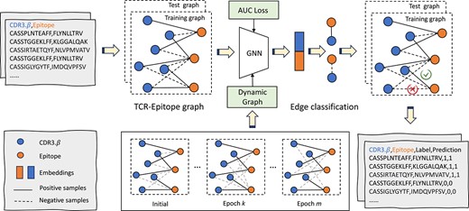 GTE framework: the training and testing datasets are labeled with two classes: positive (binding) or negative samples; the blue nodes represent TCRs (CDR3.$\beta $), and the orange nodes represent epitopes; the solid edges are established when TCRs and epitopes are binding, and the dashed edges represent negative samples; during the training process, we employ a GNN with two layers of GraphSAGE and a dynamic graph, along with AUC maximization; ultimately, we concatenate the node features of TCRs and epitopes, and use a Multi-Layer Perceptron to generate binding scores, which represent the probability of edges; the details of the inference phase can be found in Appendix F.