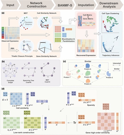 BANMF-S schematic: (a) BANMF-S mainly contains five steps; a raw cell-by-gene expression matrix is required as input, then in the network construction step, BANMF-S obtains gene similarity network by integrating PPI network from STRING database based on TCP and computes cell similarity network from the reciprocal of geodesic distance of the MST on the complete graph generated by the first 50 principal components of the input matrix, and the core module of BANMF-S solves the constrained NMF problem in parallelization by adopting a blocklization strategy; the imputation is completed by recovering expression levels from the outputs of gene and cell matrices, which can be used in downstream analysis studies, such as clustering and trajectory inference; (b) an example of MST on a 5-node complete graph; (c) an illustration for TCP that demonstrates the pair who shares a large amount interacted proteins are structurally similar; (d) an example of blocklization strategy for a 10-by-15 expression matrix where $K=5$.