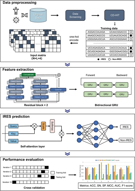 The overview of DeepIRES architecture. The original data are screened and redundancy is removed to build the training dataset. The input sequences are converted into input matrices using one-hot encoding, from which useful features are extracted by residual blocks and bidirectional GRU. Then, the self-attention layer is used to focus on the most crucial features, while a dense layer with sigmoid activation function is used to give the prediction result. Ten-fold validation is applied to assess the performance of the model on the training dataset.