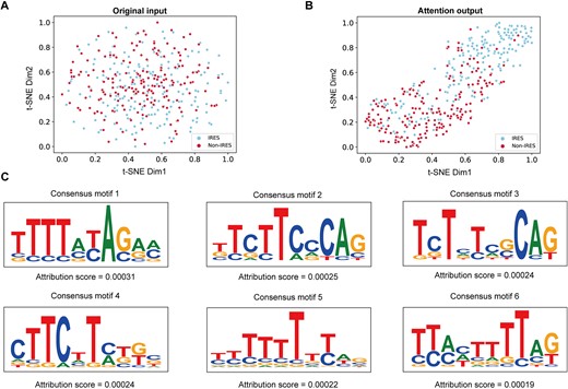 (A) Visualization of the t-SNE result of original model input. (B) Visualization of the t-SNE result of attention layer output. (C) Potential consensus motifs with high attribution scores.