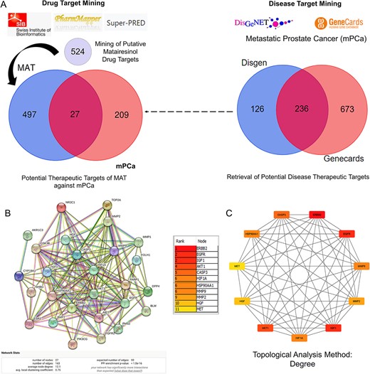 Process of identifying potential targets of MAT against mPC, constructing the PPI network, and determining the top 11 hub targets. (A) Identification of PTM-mPC. (B) Construction and analysis of the interactive PPI network using the STRING database, involving the 27 PTM-mPC. (C) Identification of the top 11 hub targets of MAT against mPC using the CytoHubba plug-in in Cytoscape, applying the degree topological analysis method.