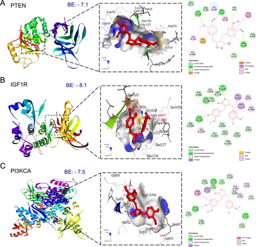 Three-dimensional and two-dimensional docking patterns and interactions of MAT with the targets of the PI3K/Akt signaling pathway. (A) PTEN, (B) IGF1R, and (C) PI3KCA.
