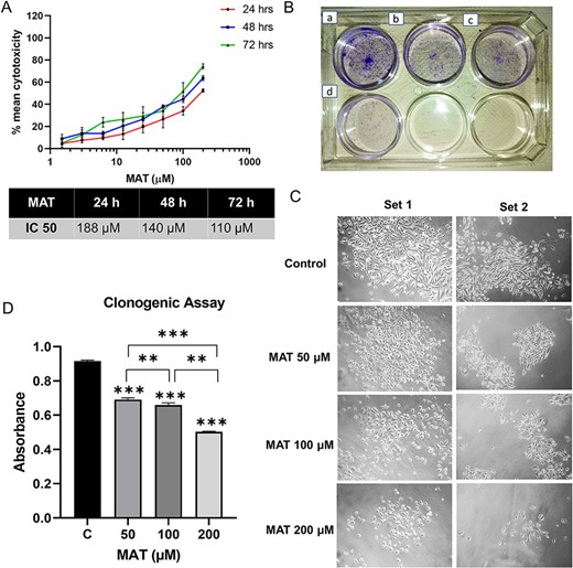 Impact of MAT on the proliferation and clonogenic abilities of PC3 prostate cancer cells. (A) MAT’s effects on PC3 prostate cancer cell viability were assessed through mean percent cytotoxicity in MTT assay. (B) Anchorage-dependent clonogenic assay revealing decreased colony numbers following MAT treatment. Panels depict (a) control, (b) MAT 50 μM, (c) MAT 100 μM, and (d) MAT 200 μM. (C) Inverted phase microscope images capturing morphological changes, including reduced colony size and fewer cells per colony. (D) Quantification of colony numbers through crystal violet staining and absorbance measurement at 595 nm. Values are presented as mean ± SD from three independent experiments (n = 3) with *P ≤ .05, **P ≤ .01, and ***P ≤ .001, denoting statistical significance.