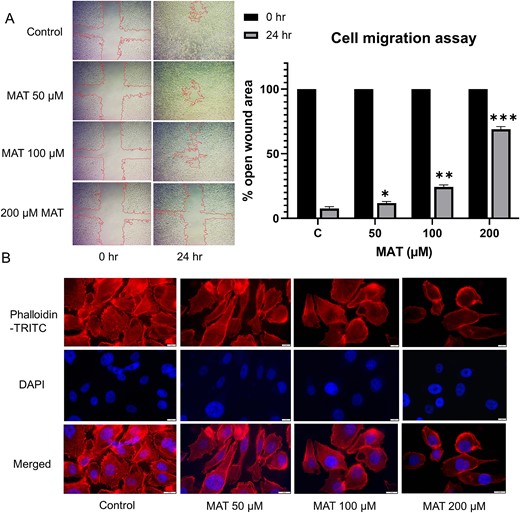 Antimetastatic effect of MAT on PC3 prostate cancer cells: (A) MAT’s dose-dependent influence on cell migration was evaluated by quantifying the percent open wound area in the migration assay, visualized using an inverted microscope with a 4× objective at 24-h intervals. (B) TRITC-phalloidin fluorescence staining illustrates the dose-dependent reduction of lamellipodia and filopodia formation post-MAT treatment. Data represent mean ± SD of three independent experiments (n = 3), with *P ≤ .05, **P ≤ .01, and ***P ≤ .001, indicating statistical significance.