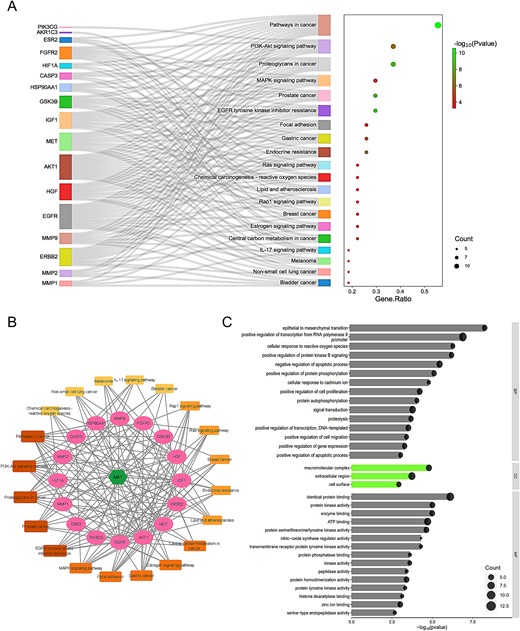 GO, KEGG enrichment analysis, and compound–targets–pathways network of MAT targets against mPC. (A) Sankey diagram for KEGG enrichment analysis of top 20 signaling pathways of MAT against mPC. (B) Compound–targets–pathways network illustrating the interactions between MAT and its targets in mPC. (C) GO enrichment analysis showing top BP, CC, and MF functional attributes of MAT’s targets against mPC.