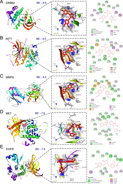 Three-dimensional and two-dimensional docking patterns and interactions of MAT with the hub targets. (A) ERBB2, (B) AKT1, (C) MMP9, (D) MET, (E) EGFR (F) HSP90AA1, (G) XIAP, and (H) MMP2.