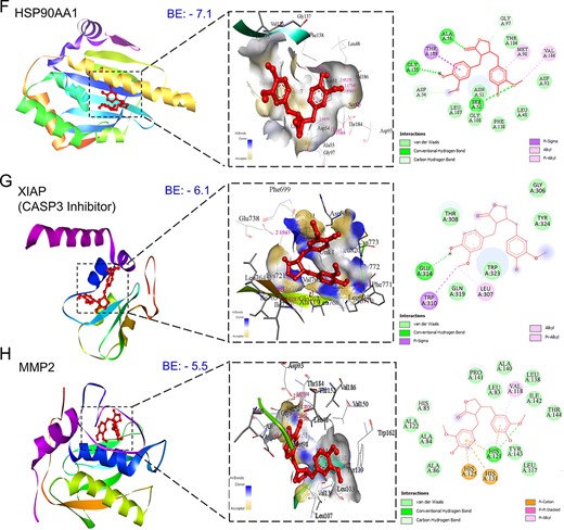 Three-dimensional and two-dimensional docking patterns and interactions of MAT with the hub targets. (A) ERBB2, (B) AKT1, (C) MMP9, (D) MET, (E) EGFR (F) HSP90AA1, (G) XIAP, and (H) MMP2.