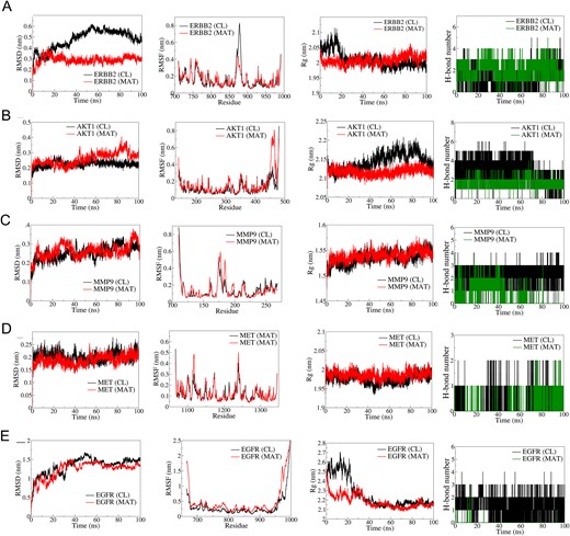 Results of molecular dynamics (MD) simulation analysis illustrating root mean square deviation (RMSD), root mean square fluctuation (RMSF), radius of gyration (Rg), and number of H bonds for five distinct MAT–proteins and cocrystal ligand–protein complexes: (A) ERBB2, (B) AKT1, (C) MMP9, (D) MET, and (E) EGFR.