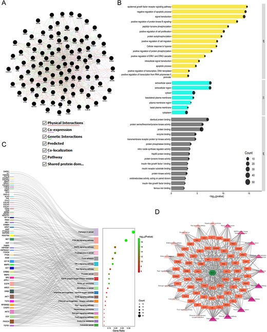 GO, KEGG enrichment analysis, and compound–targets–pathways network of MAT targets identified in GMFA-ED data set. (A) FGN of all 112 genes, identified as new potential targets of MAT against mPC. (B) The bar-dot plot of the top 15 GO-BP, GO-CC, and GO-MF terms with enriched targets of MAT. (C) Sankey diagram for KEGG enrichment analysis of top 20 signaling pathways of MAT against mPC. (D) Compound–targets–pathways network illustrating the interactions between MAT and its GMFA-based predicted targets in mPC.
