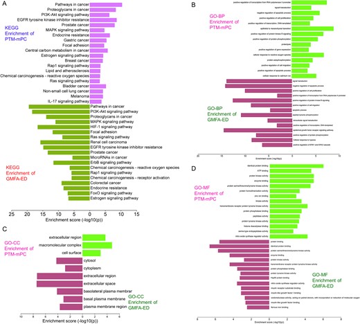 Comparison of GO and KEGG enrichment of PTM-mPC versus GMFA-ED targets of MAT against mPC. (A) KEGG enrichment, (B) BP terms of GO enrichment, (C) CC terms of GO enrichment, (D) MF terms of GO enrichment.