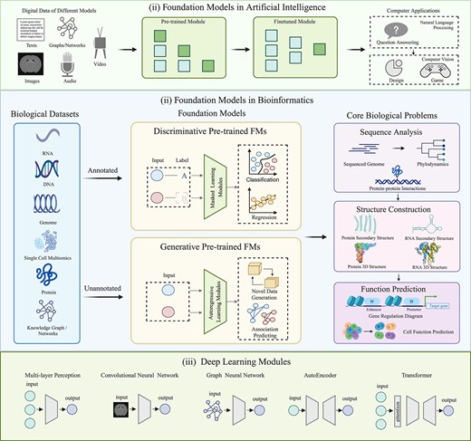 FMs in artificial intelligence (AI) and bioinformatics. (i) FMs in AI. General FMs are predominantly pretrained on diverse digital data and fine-tuned for various computer applications, such as question-answering systems, image design, and computer games. (ii) FMs in bioinformatics. FMs in bioinformatics primarily focus on core biological problems including biological sequence analysis, biological structure construction, and biological function prediction, encompassing both annotated and unannotated biological datasets. They can undergo pretraining on multiple phases of biological data for diverse downstream tasks. Based on the pretraining architectures of the foundation model, they can be classified into discriminative FMs, which capture complex patterns and relationships within annotated data through masking strategies for classification or regression tasks, and generative FMs, which focus on generating semantic features and context from novel data or predicting their associations. (iii) Deep learning modules. Deep learning modules are the cornerstone of building encoders and decoders in FMs. Commonly used modules include MLP, CNN, AutoEncoder (input is consistent with output), GCN (input with graph structure), and transformer (rectangle represents attention mechanism). All these deep learning modules can be trained in an end-to-end manner, enhancing computational efficiency through parallel processing mechanisms.