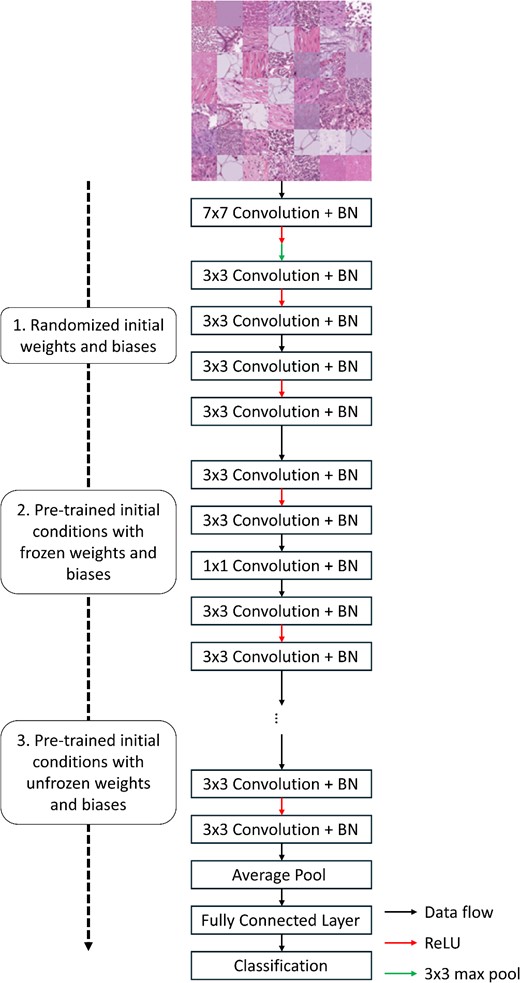 Graphical overview for the classification submodule. The PathMNIST dataset is used to train a ResNet-18 network based on different initial conditions: randomized initial weights and biases (first experiment), pre-trained network weights and biases that are frozen during training (second experiment) and pre-trained network weights and biases that are unfrozen during training (third experiment). Following network training, the prediction accuracy of the three networks is compared.