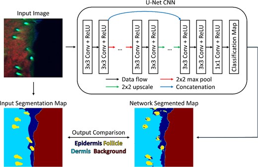 Graphical overview of segmentation submodule. Using a biomedical dataset of fluorescence images, a U-Net CNN architecture is trained to produce a semantic segmentation map based on four user-defined classes. During network training, the classification map produced by the neural network is compared to a user-defined segmentation map.