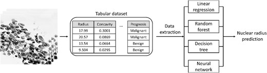 Graphical overview of regression submodule. An image-based tabular dataset containing continuous values describing the tumorous cells within images is typically used to predict a binary prognosis (malignant/benign). Using multiple approaches, the data within the tabular dataset is used to predict the continuous nuclear radius.