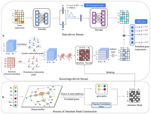 Illustration of an interpretable dual-stream framework. (a) The main architecture of BioDSNN consists of two streams. In the data-driven stream, the input is the unperturbed gene expressions, which are encoded and resampled during training and then regenerated for the final prediction. In the knowledge-driven stream, gene and perturbation embeddings are initialized and fed into a GNN, enhanced by gene correlations and perturbation relationships. The specific perturbation embeddings are then combined with each gene embedding. Next, the postperturbation gene embeddings are processed by a transformer-like masked encoder, with the mask constraining attention to relevant genes. Since the postperturbation gene embeddings need to be added to the gene expressions matrix in the data-driven stream, BioDSNN sums over the last dimension of the postperturbation gene embeddings, reshaping them into ${n}\times{m}$. The postperturbation gene embeddings then combine with the regenerated gene expressions matrix to produce the final gene-specific predictions. (b) The attention mask is constructed by feeding the gene set into ReactomeNet to identify gene pairs in the same pathway. For these pairs, the corresponding positions in the mask matrix are set to zero, while all other positions are set to negative infinity, preventing attention computation in the Knowledge-driven stream’s Attention Encoder because of the softmax function. For genes not in the database, Pearson correlations with other genes are calculated, and only correlations above a certain threshold have their positions set to zero.