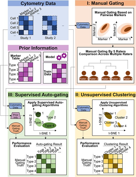 Workflow of the cytometry data analysis pipeline. The cell-by-marker intensity table per study was used as the input. For the (I) manual gating method, scatter plots on pairwise markers were drawn to define the cell populations. In this paper, manual gating was performed by five raters independently, and their gating results were compared. For the (II) unsupervised clustering methods, cytometry data were input into multiple clustering algorithms. Their results were compared to the manual gating and evaluated. For the (III) supervised auto-gating methods, both cytometry data and prior knowledge (such as maker table, model, and training data) were used as input. Multiple auto-gating algorithms were applied and evaluated based on the manual gating truth.