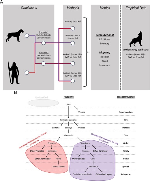 (A) Workflow of types of simulated data, different methods applied to the simulated data, and metrics collected. The best-performing method is applied to empirical data. (B) Ancient human reads classified at the order Primates or lower taxonomic ranks are considered endogenous reads and hence retained (red), similarly for ancient dog reads at the order Carnivora or lower (purple). Unclassified reads represented as grey are reads that could not be assigned a taxonomy.