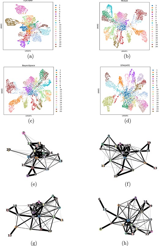 UMAP visualizations and PAGA graphs. (a–d) UMAP visualizations generated by low-dimensional representations of TGR-NMF, Mclust, BayesSpace, and STAGAE on the first HBRC dataset. (e–h) PAGA graphs generated by low-dimensional representations of TGR-NMF, McLust, BayesSpace, and STAGAE on the first HBRC dataset.