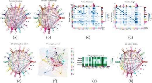 Cell communication analysis. (a) Circle plots of the number of interaction between different clusters. The colors of the nodes represent different clusters. The size of a node is directly proportional to the number of spots in cluster. The arrows point from the source to the target and the color of the edges is consistent with the signal source. (b) Circle plots of the weights/strength of interaction between different clusters. The width of the edges represents the communication probability. (c) Heat map of the number of interaction between different clusters. (d) Heat map of the weights/strength of interaction between different clusters. (e) MIF signal pathway network. (f) Visualization of MIF signal pathway network mapped on spatial transcriptome slice. (g) The centrality scores of the main senders, receivers, mediators, and influencers in the MIF signal pathway network. (h) Circle plot of the number of communications between receptor CD74 and ligand CXCR4 in the MIF signal pathway network.