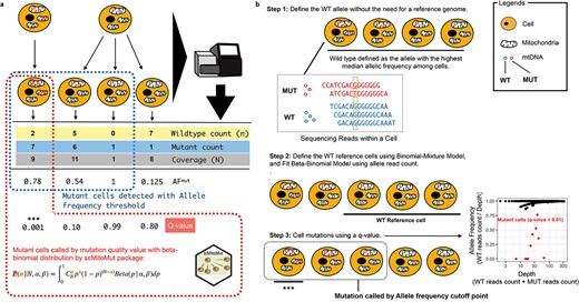 Statistical framework for calling lineage-informative mtDNA mutations. (a) Comparison of BBD and AF-based single-cell mtDNA mutation calling strategies. The diagram shows examples of mtDNA sequencing results from cells originating from two different common ancestor cells with varying mtDNA mutation heteroplasmy. The scMitoMut framework provides a statistical mutation calling approach, with the mutant cell identified by red dash-line, using BBD to assess the confidence (q-value) of lineage-informative mtDNA mutations by considering sequencing depth and WT read count. In contrast, the conventional AF threshold method, with identified mutant cells highlighted by blue dash-line, relies on a simple AF threshold and/or read count threshold to identify mutations. (b) Step 1 of scMitoMut consists of identifying the WT allele for each locus without the need of a reference genome. In brief, each cell contains multiple mitochondria, each with multiple mtDNA molecules (represented by circles). The read sequences obtained from the first cell, which has two alleles (in blue and red), are displayed below. Of all the cells, the blue allele has a higher median frequency (2/5, 2/4, 3/4, and 4/4 in the four example cells, respectively) than the red allele for the locus highlighted in yellow in the example sequences. This allele is defined as the WT allele. Step 2 consists of defining the WT reference cells using a binomial-mixture distribution classifier; the parameters of the beta-binomial distribution are then fitted to these cells for each locus using the sequencing depth and WT read count. Step 3 uses the beta-binomial model fitted in Step 2 to call mutations for each locus in each cell. For a given sequencing depth and WT read count, the confidence score of the presence of a mutation (q-score) is calculated from the BBD, taking into account multiple comparisons using the FDR. *** indicates cells with a q-value below a specified threshold are identified as mutant cells. The scatter plot on the right displays an example, in which AF is plotted on the y-axis and depth on the x-axis. Each dot represents a cell, with q-values <0.01 in red, and other cells, in black.