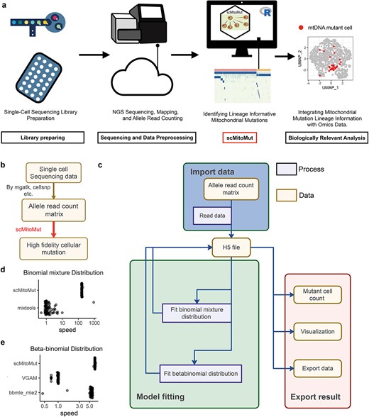 Application and implementation of scMitoMut. (a) After single-cell library preparation, sequencing data are preprocessed to generate the allele count matrix generally using high-performance computers or cloud computers. scMitoMut is then used to identify high-confidence single-cell mtDNA mutations using a personal computer. Finally, the mtDNA mutation results from scMitoMut are combined with cell phenotypes data for biological analysis. (b) Tool chain of using scMitoMut to call mtDNA mutations. The boxes represent the data and are linked by arrows representing the data operations. Tools used for the data operations are listed next to the arrows. (c) The diagram illustrates the organization of the scMitoMut R package. The yellow box represents data connected by arrows symbolizing data operations. These operations describe the data operation processes (purple box). Rounded corner frames are used to emphasize groups of data and processes, showcasing the three main modules in scMitoMut: data import (blue), model fitting (green), and result export (pink). All three modules interact with HDF5 files data for reading and writing raw and intermediate data stored on the hard disk. (d) Relative speed of each run divided by the median run time of mixtools for the R packages mixtools and scMitoMut. Each point is a run, with 100 runs tested per tool with the following parameters of the binomial mixture distribution: ${\theta}$=0.5; ${\pi} {1}={0.992}$; ${\pi} {2}={1}$; n follows a log-normal distribution with log-mean = 2 and log-SD = 1 rounded up to the nearest non-negative integer; sample size is 1000. (e) Relative speed of each run divided by the median run time of VGAM for the R packages VGAM, bbmle, and scMitoMut. Each point is a run, with 100 runs tested per tool with 5000 observations and the following parameters of the beta-binomial distribution: mean probability parameter ${\theta}$ of 0.5 and a super-dispersion parameter ${\phi}$ of 20.