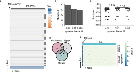 Benchmarking mtDNA mutation calling on a mixed-cell line dataset. (a) Heatmap of the CNV from single-cell genome sequencing data of a mixture of 11 MKN45 cells and 1045 BJ cells from a 10× Genomics demo dataset. Each row is a CNV segment, and each column is a cell. The colour within the heatmap represents the CNV variation according to the colour key on the right side of the heatmap, whereby the dark grey colour indicates missing data and light grey indicates diploidy. The cell types with and their percentages in the mixture are indicated at the top of the heatmap. (b) Number of mtDNA mutations present in MKN45 cells for various quality thresholds (q-values of 0.05, 0.01, and 0.005). The mutation was counted if its q-value was below the corresponding q-value threshold in at least one MKN45 cell. (c) Mutation calling precision for various q-value thresholds. The mutation precision was calculated as the ratio of mutant MKN45 to total mutant cells for each mutation. Each dot represents a mutation; P-values were calculated using the two-sided Wilcoxon test. n is 79, 62, and 59 for q-value threshold of 0.05, 0.01, and 0.005, respectively. (d) Number of mtDNA mutations that were called in scMitoMut, Signac, or MQuad analysis. Only mutations present in at least one MKN45 cell were counted. (e) Heatmap displaying the mutation quality q-values of scMitoMut. Each row represents a locus, and each column represents a cell. The darker the blue colour, the lower the q-value, indicating higher confidence in the mutation, while the white indicates missing values. MKN45 and BJ cells were annotated in pink and blue respectively above the heatmap. The mutations only detected by scMitoMut (28 total) are highlighted in pink, while shared mutations (16 total: 2 with MQuad and 14 with Signac) are indicated in grey.